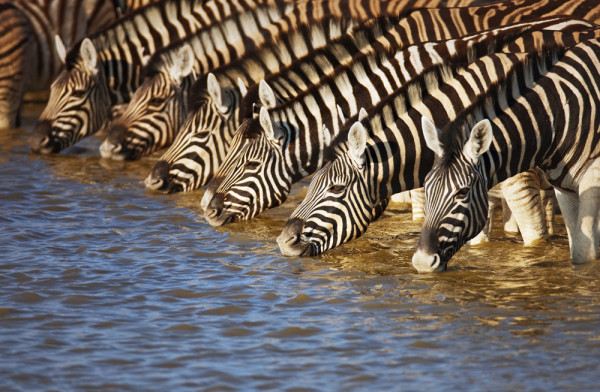 Akustikbild ZEBRAS AM FLUß aus Materialmix