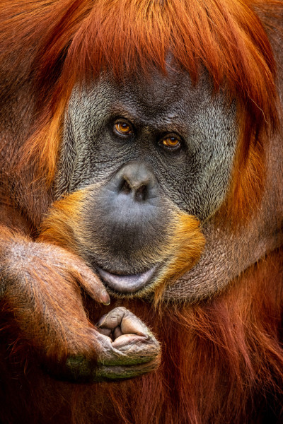 Akustikbild ORANG-UTAN aus Materialmix