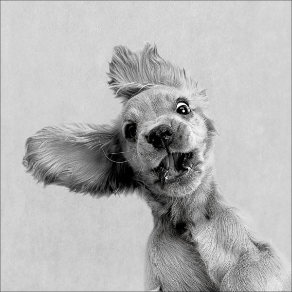 Glasbild FUNNY DOG I in mehrfarbig aus Glas