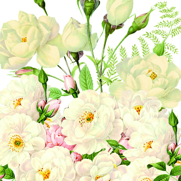 Servietten ROSES BLANCS