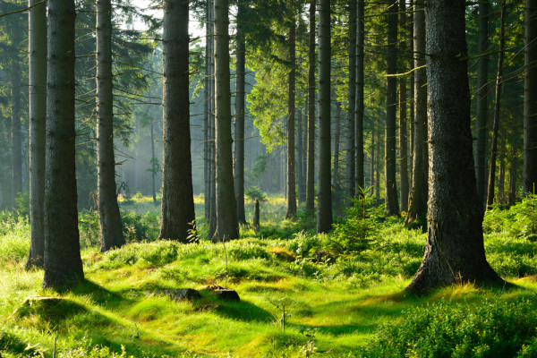 Akustikbild HOCHWALD aus Materialmix