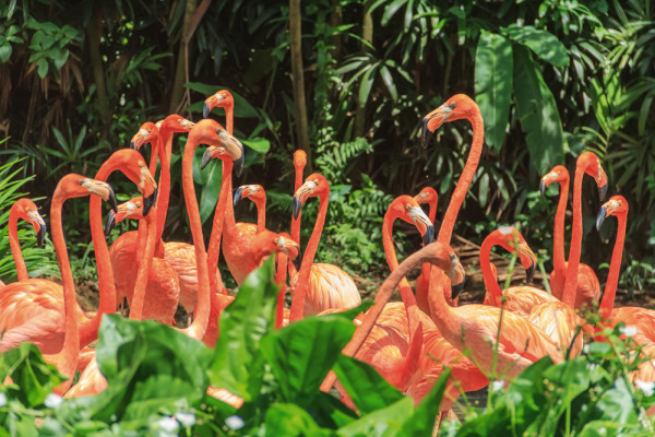 Akustikbild FLAMINGO FAMILIE