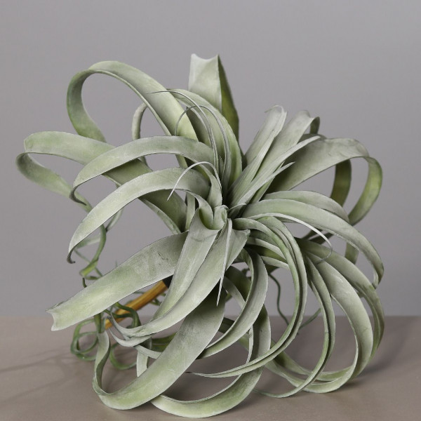 Tillandsia Pflanze grau/grün