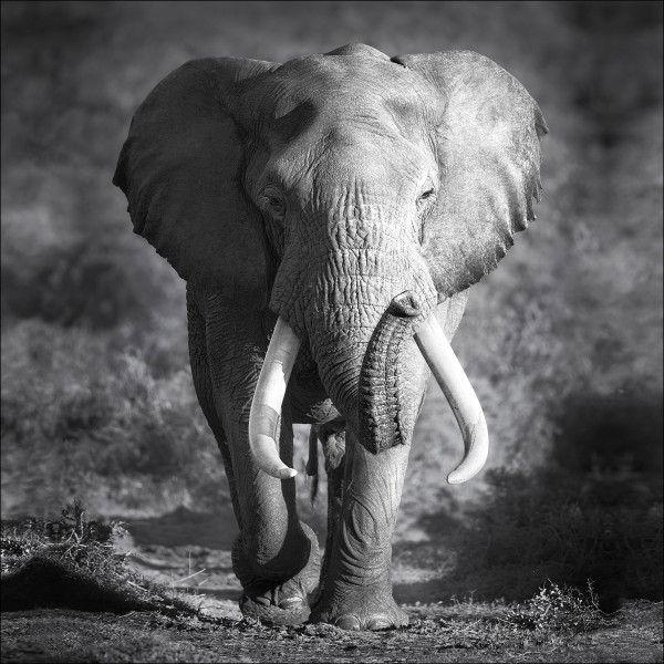 Keilrahmenbild ELEPHANT HEAD