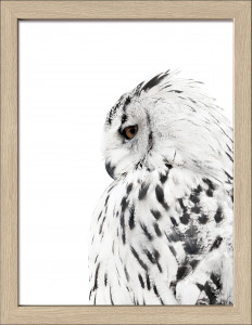 Gerahmtes Bild SNOW OWL Gerahmtes Bild SNOW OWL