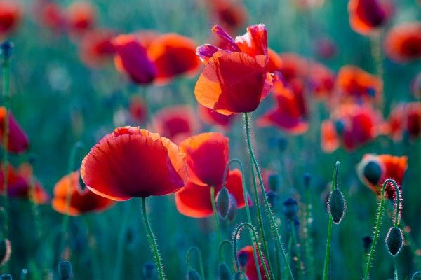 Acrylglasbild POPPY FIELD