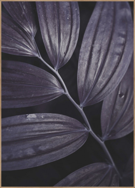 Bild Dark plant