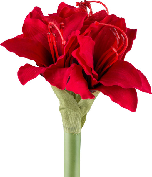 Amaryllis