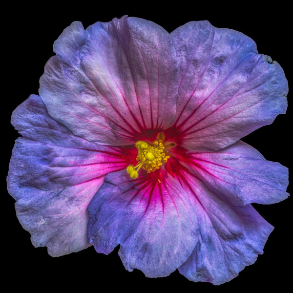 Akustikbild HIBISKUSBLÜTE aus Materialmix