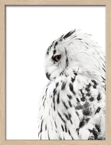 Gerahmtes-Bild SNOW OWL Gerahmtes-Bild SNOW OWL