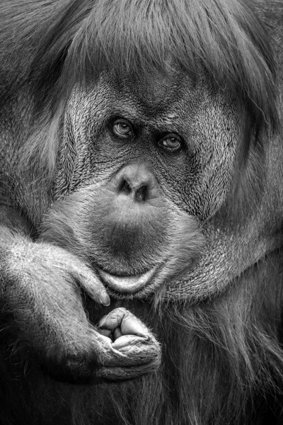 Akustikbild ORANG-UTAN aus Materialmix