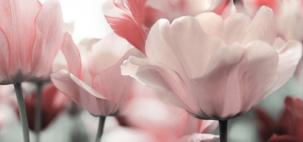 Akustikbild BLÜTEN IN ROSE in mehrfarbig