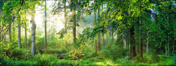 Glasbild FOREST HARMONY I