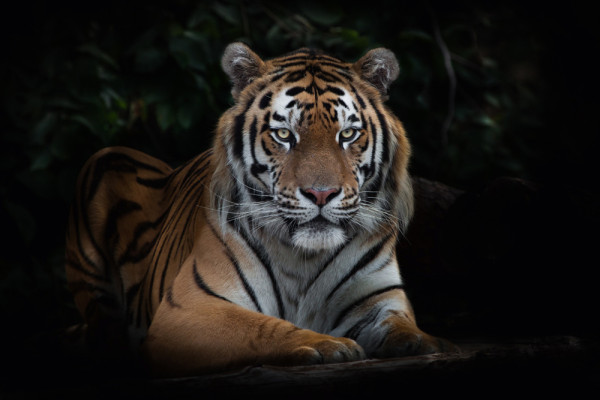 Akustikbild IMPOSANTER TIGER aus Materialmix