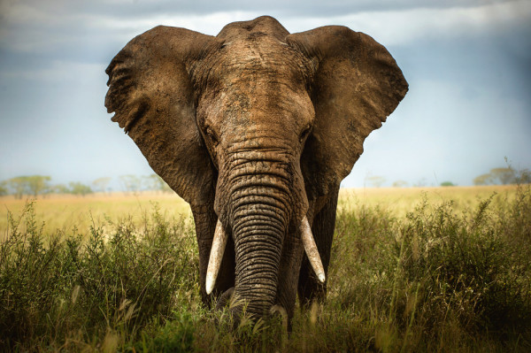 Akustikbild GROßER ELEFANT aus Materialmix