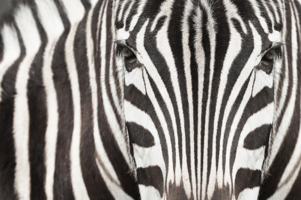 Akustikbild ZEBRA aus Materialmix