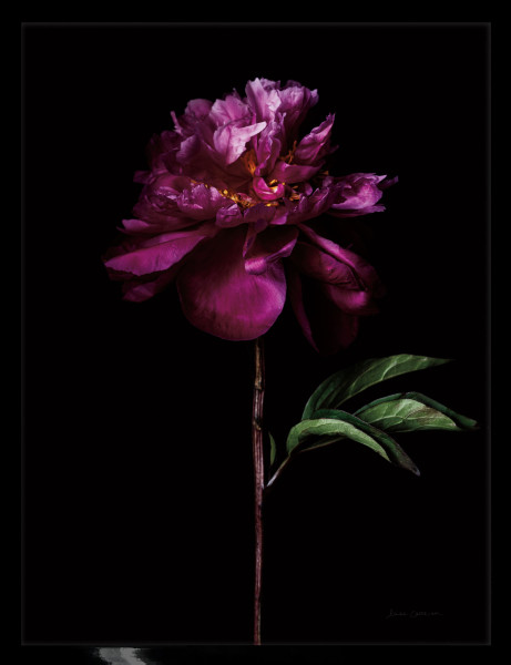 Gerahmtes-Bild PEONY PORTRAIT