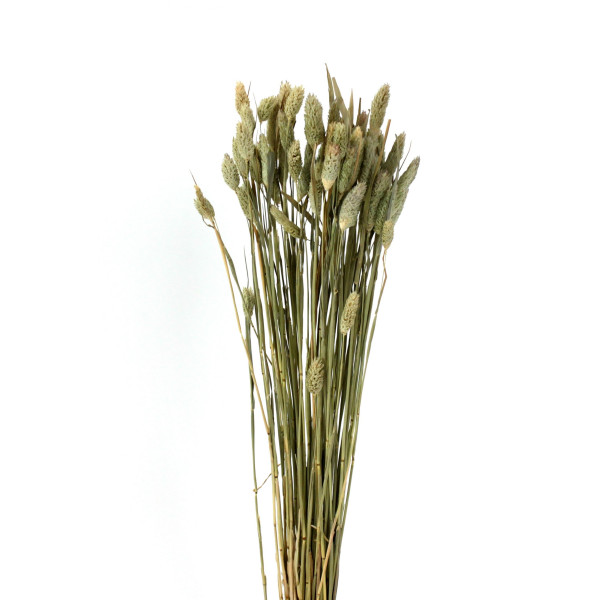 Kunstpflanze Phalaris in natur