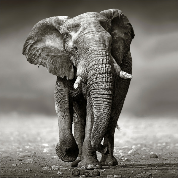 Glasbild GREY ELEPHANT