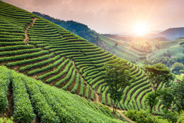 Akustikbild WEINBERGE aus Materialmix