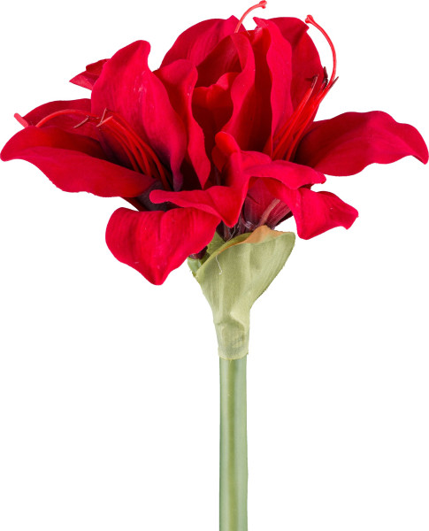 Amaryllis