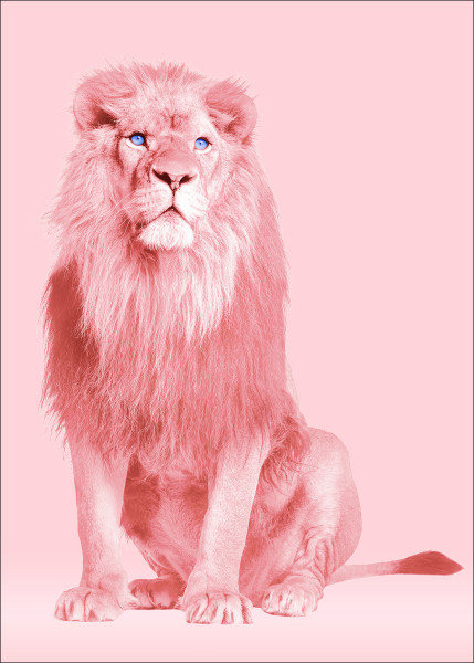 Aludibondbild PINK LION I in mehrfarbig aus Metall