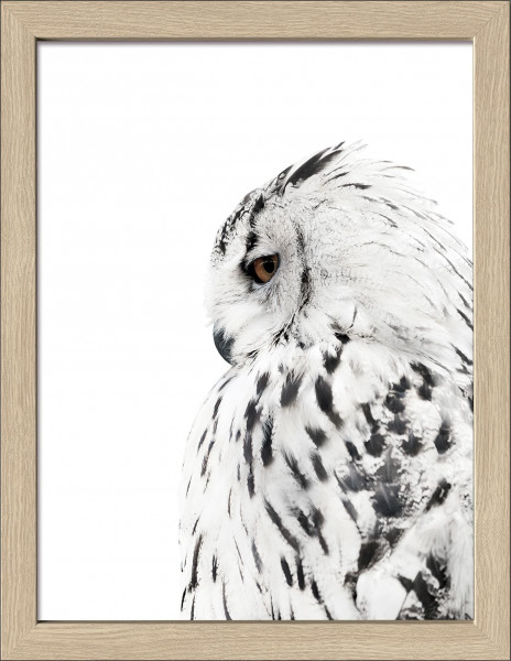 Gerahmtes Bild SNOW OWL