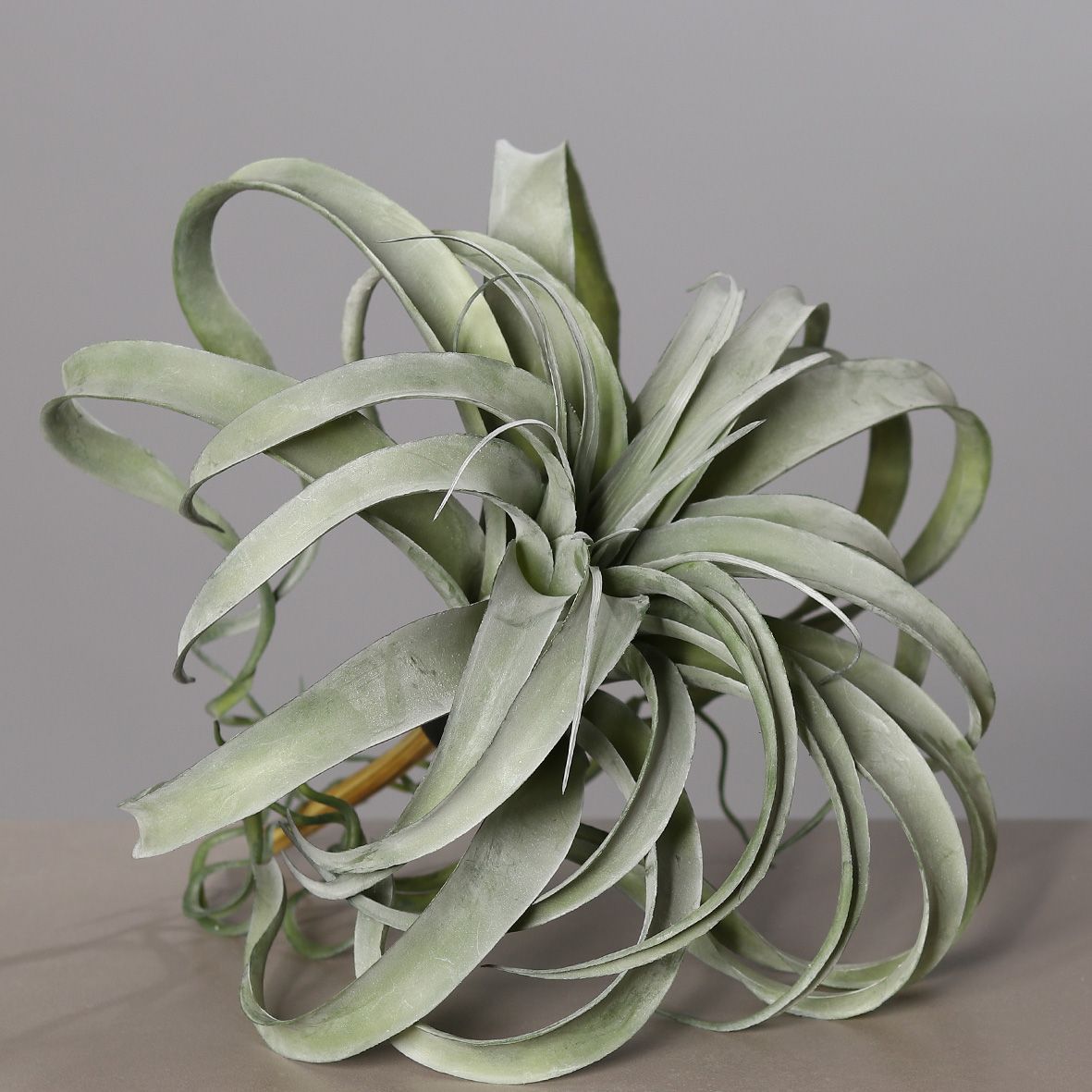 Tillandsia Pflanze grau/grün | Pflanzen | Wohnaccessoires | Accessoires