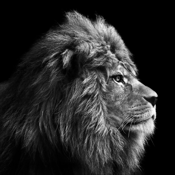 Keilrahmenbild GREY LION HEAD