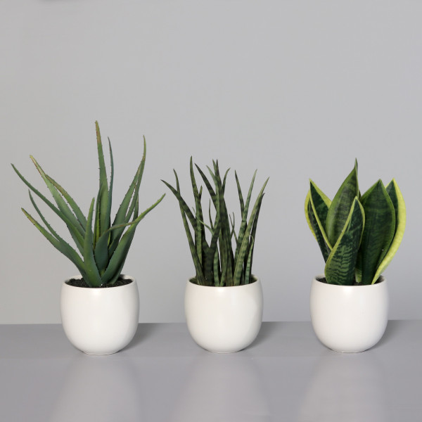 Kunstpflanze Sanseverien-Agave in weiß aus Kunststoff