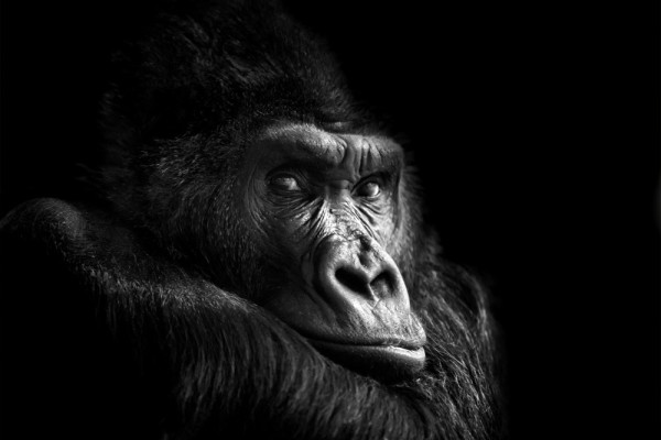 Akustikbild GORILLA aus Materialmix