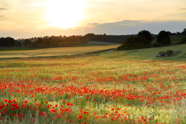 Akustikbild WIESE MIT MOHN aus Materialmix
