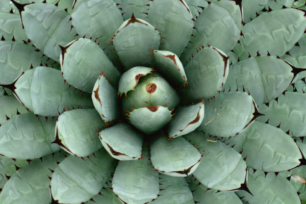 Akustikbild AGAVE aus Materialmix
