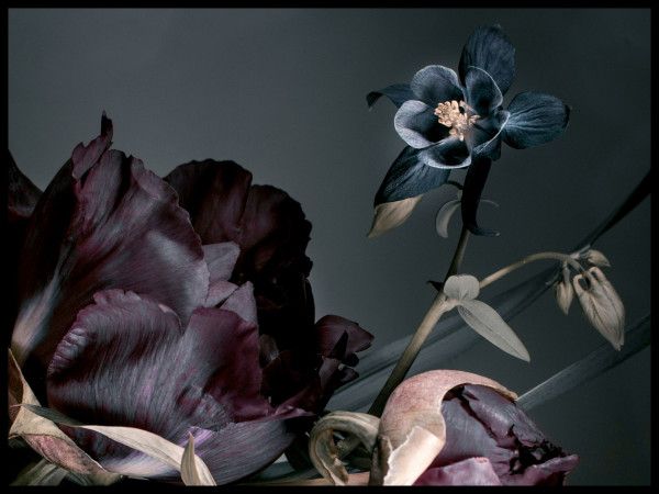 Poster DARK FLOWERS 4
