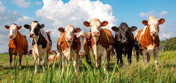 Akustikbild MILKY WAY in mehrfarbig