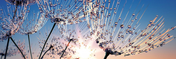 Glasbild Soft Dandelion VII