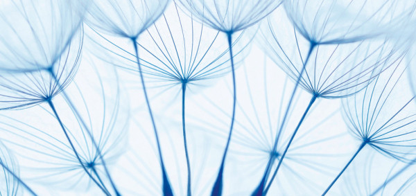 Akustikbild PUSTEBLUMEN in mehrfarbig