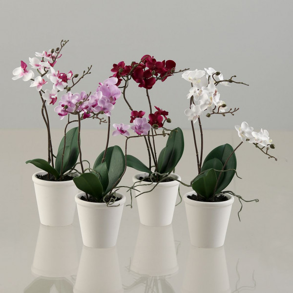 Orchidee im Topf