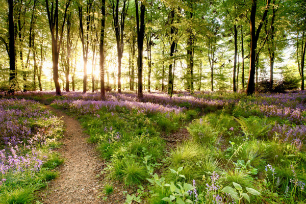 Akustikbild WALDWEG