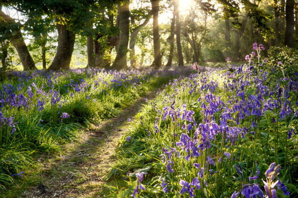 Akustikbild WALD LAVENDEL 2