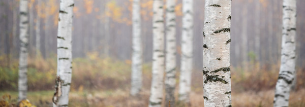 Decopanel BIRKENWALD