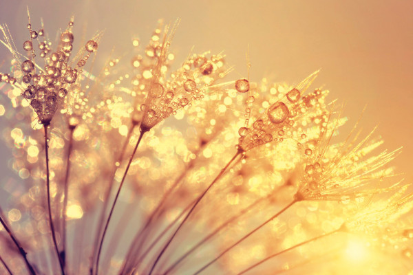 Akustikbild PUSTEBLUME aus Materialmix