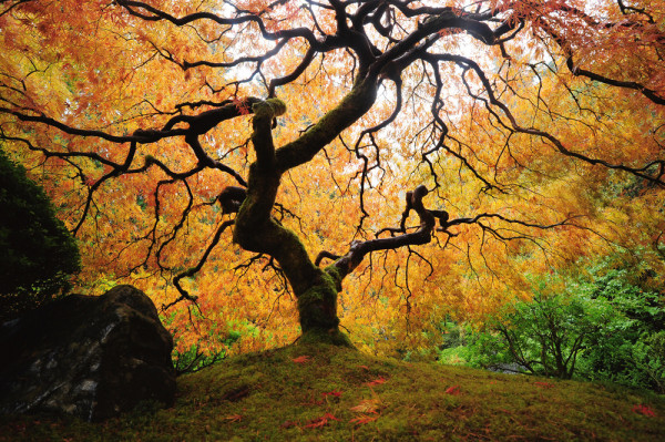 Akustikbild DER BAUM aus Materialmix