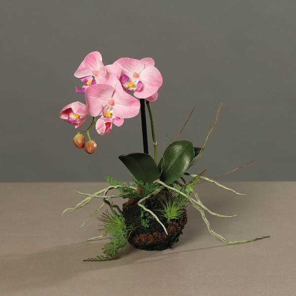 Orchidee pink/creme