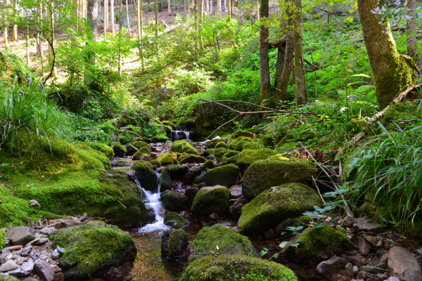 Akustikbild FLUßLAUF IM WALD 2 aus Materialmix