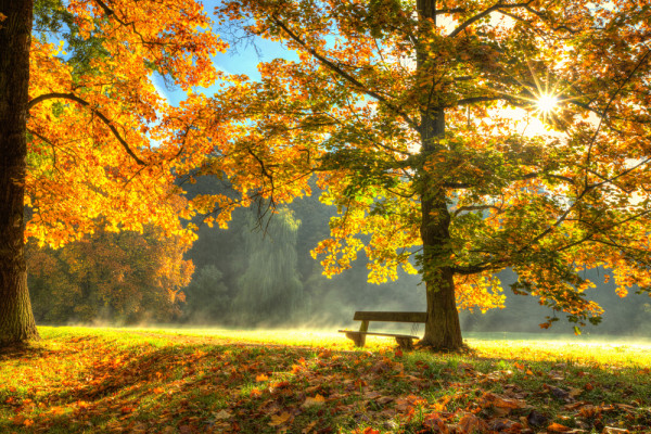 Akustikbild HERBSTWALD aus Materialmix