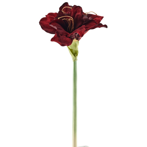 Amaryllis