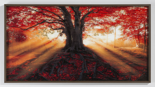 Glas Bild Baum (BHT 150x80x3,7 cm)