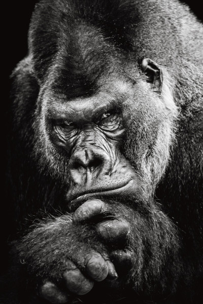 Akustikbild IMPOSANTER GORILLA aus Materialmix