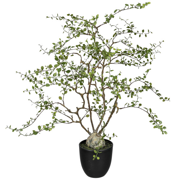 Kunstpflanze Mühlenbeckia